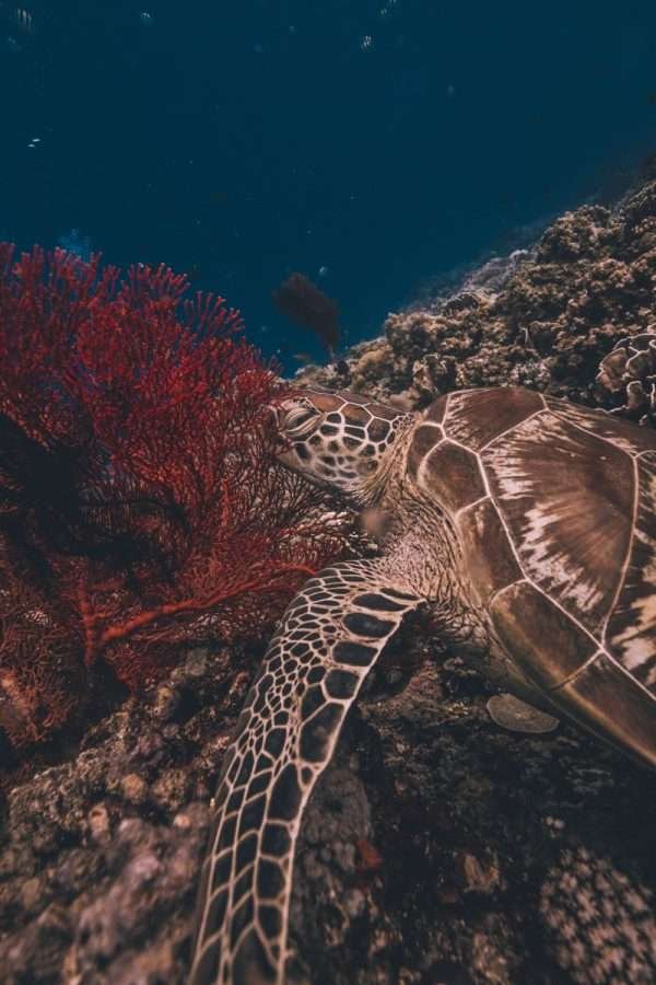 gili island sea turtle
