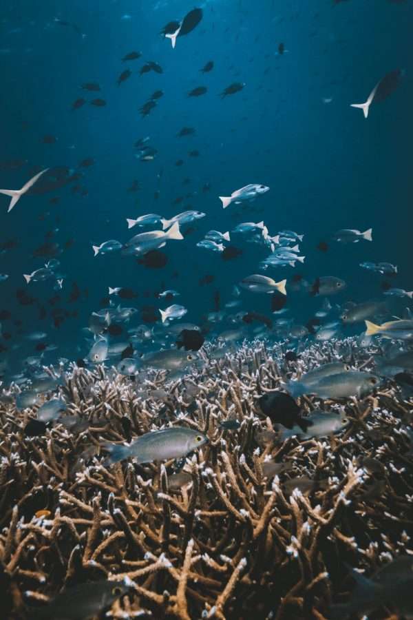 Marine life · Chumphon