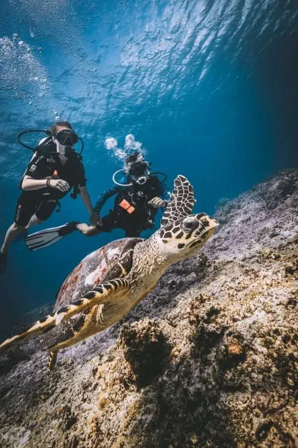 sea-turtle-and-divers scuba diving phi phi with sea turtles