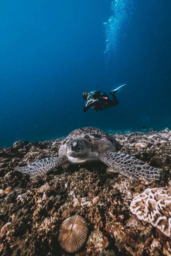 diving with turtles