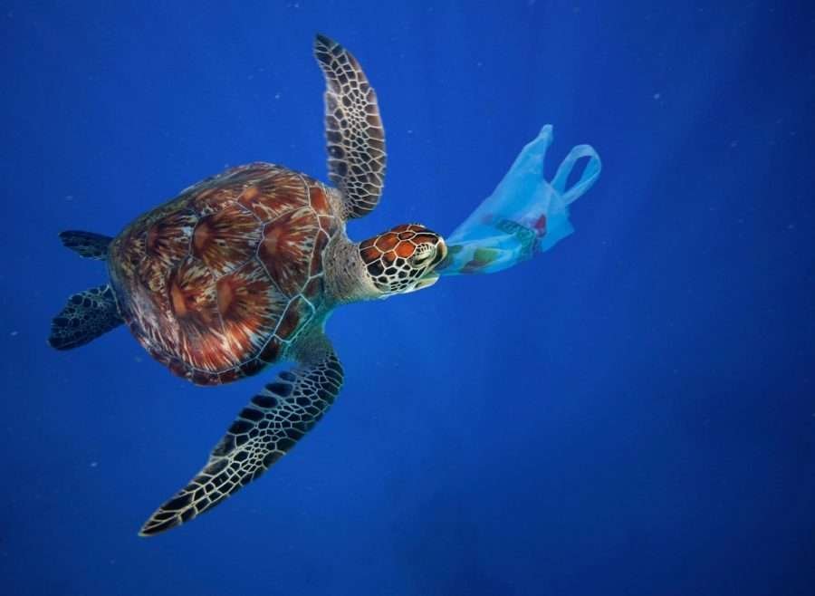 sea turtle eating plastic bag