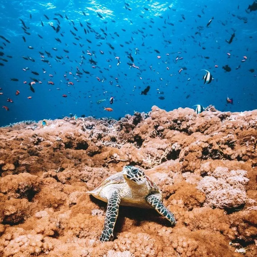 Turtle · Shark Island