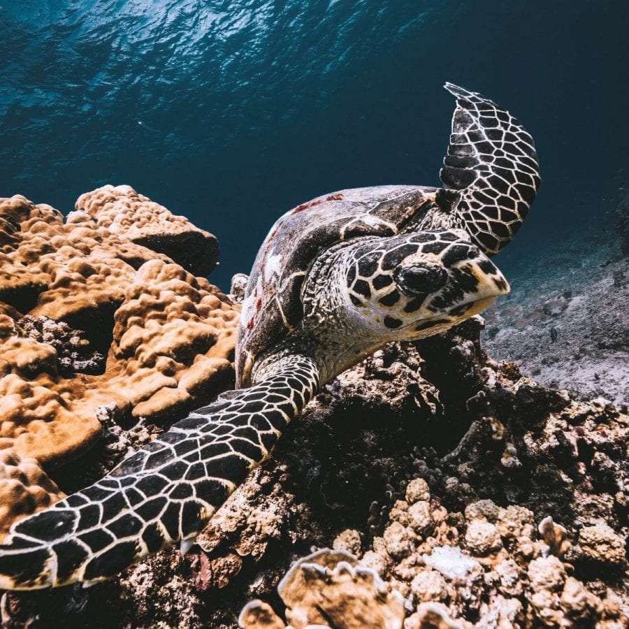 Green and hawksbill turtles, max 15 m