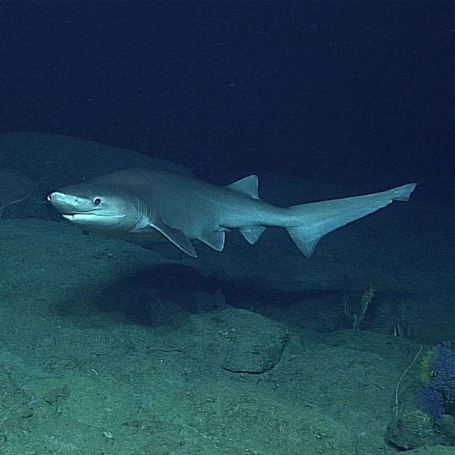 sharks species: bluntnose shark