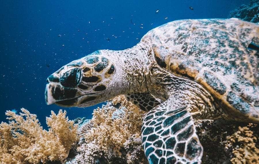 Interesting facts about sea turtles