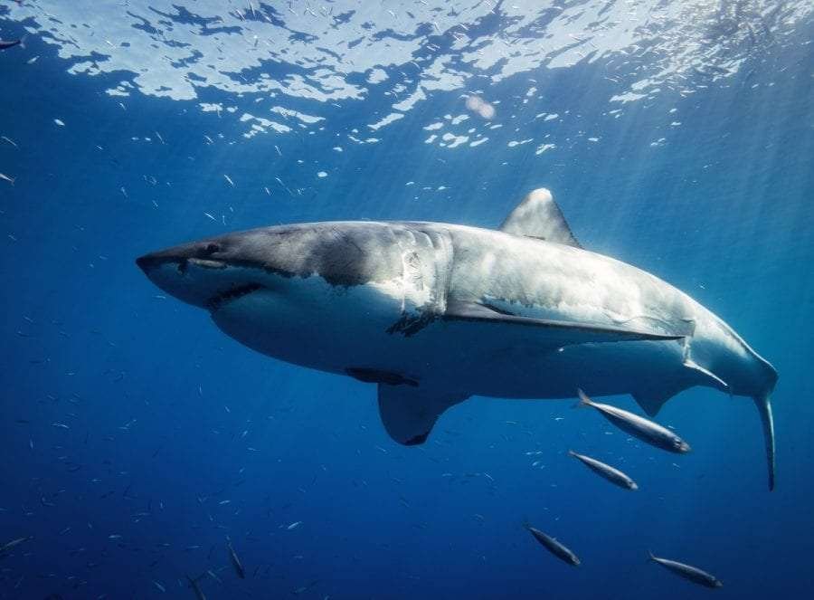 sharks species: great white shark
