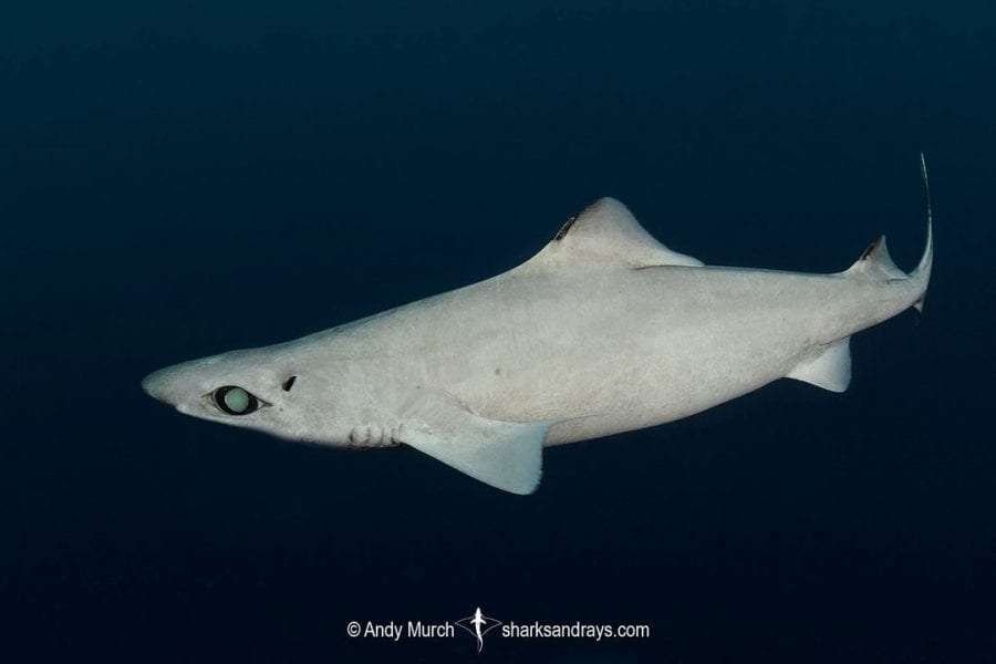 gulper shark scaled 1 - 7 Curiosidades de los tiburones