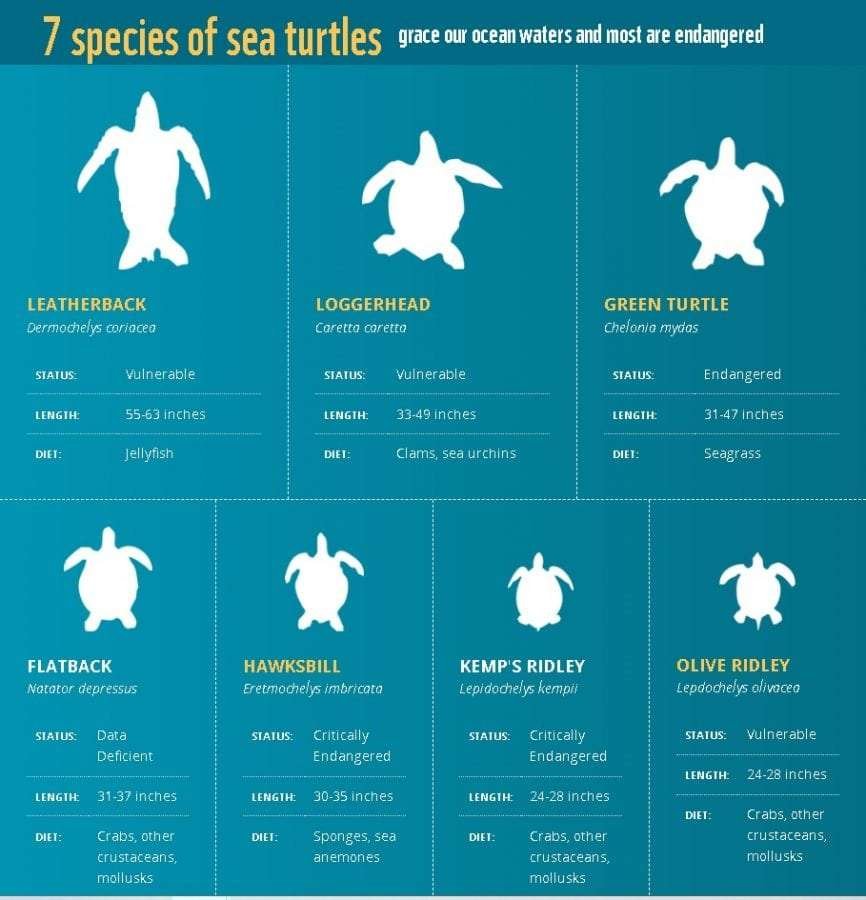 sea turtle species infographic