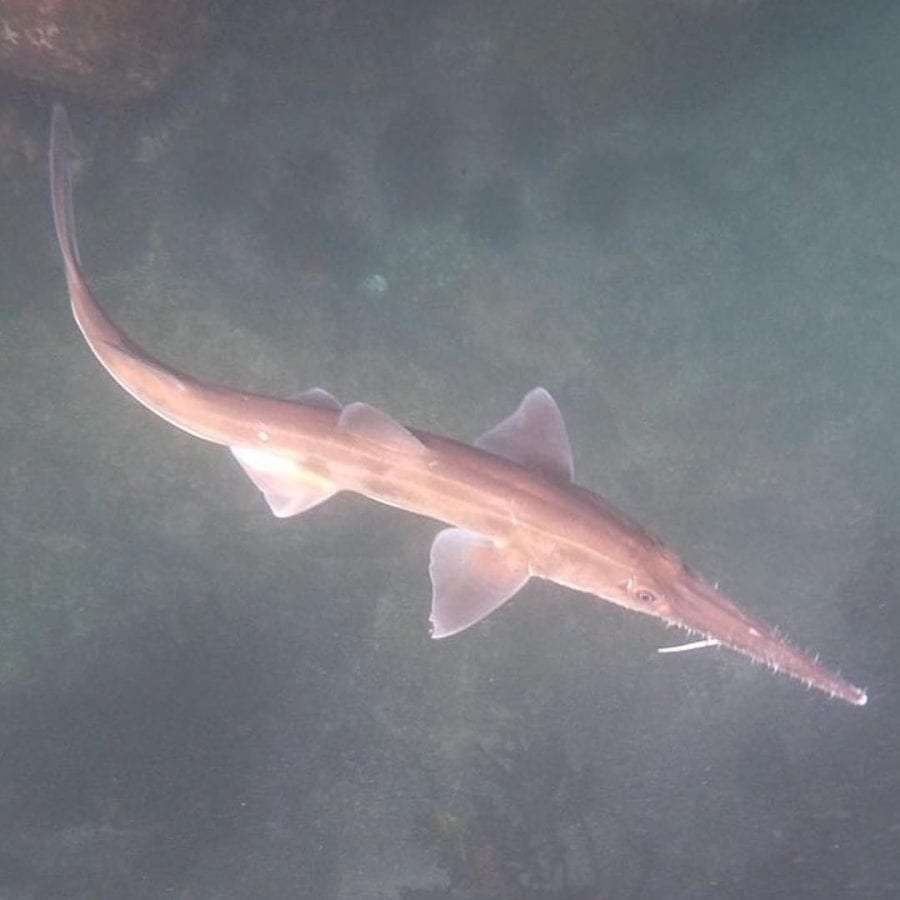 sawshark scaled 1 - 7 Curiosidades de los tiburones