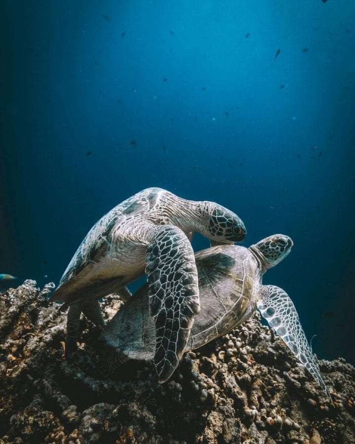 sea turtle sex