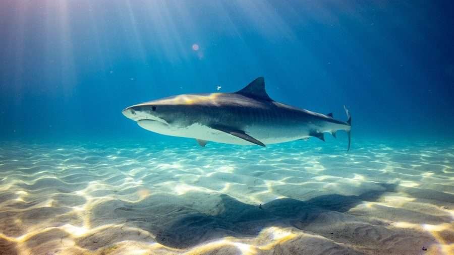 7 Curiosidades de los tiburones