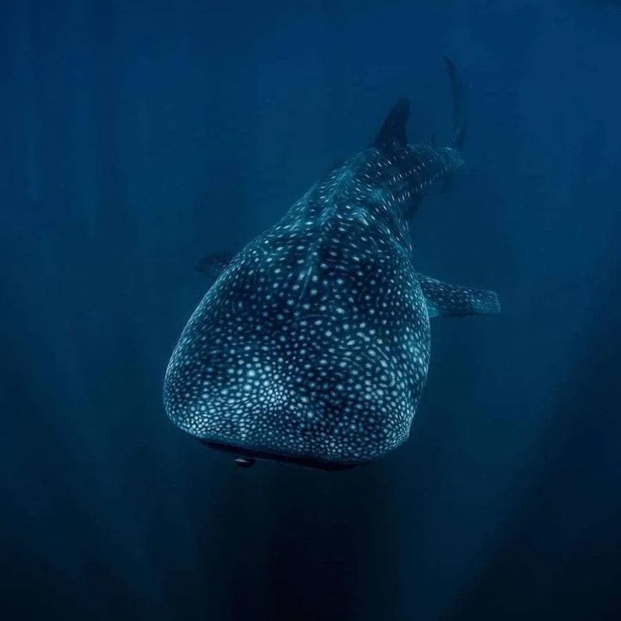 Whale shark · Sail Rock
