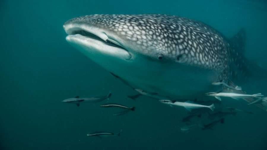 especies de tiburones: tiburon ballena