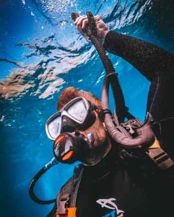 bautizo buceo dpm - Advanced Diving Courses