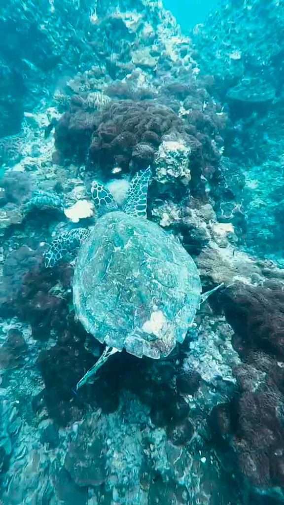 All about scuba diving baptism! How and where to do it 7 diving in kho phi phi