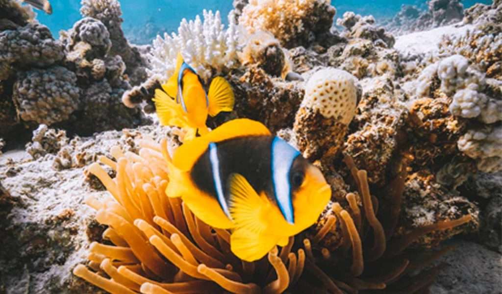 Divemaster Course 5 diving in phi phi - Divemaster Course