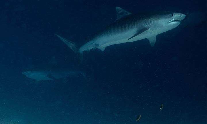 tiburones en Maldivas