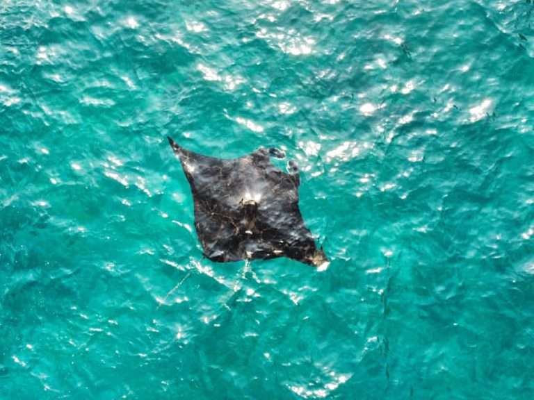 Diving with Manta Rays in Nusa Penida: Manta Point!