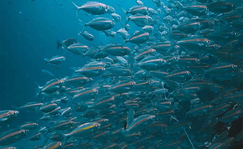 open water en Tenerife