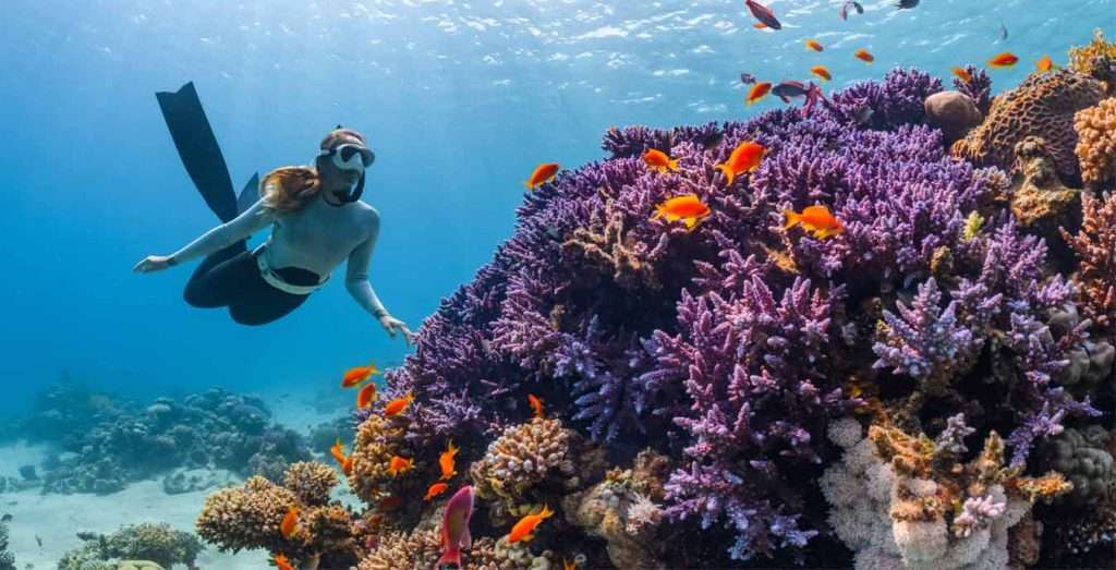 Snorkel en Gili Trawangan: ¿dónde ver tortugas? 4 Una mujer haciendo snorkeling sobre corales morados en Gili Meno.