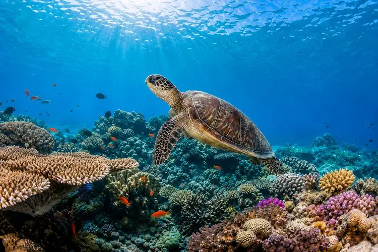 Sea tortoise in gili trawangan