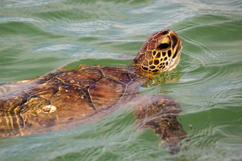 Curiosities about sea turtles! 7 Kemp