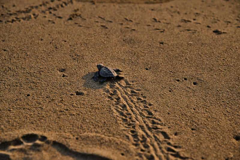 Curiosities about sea turtles! 8 Sea turtles