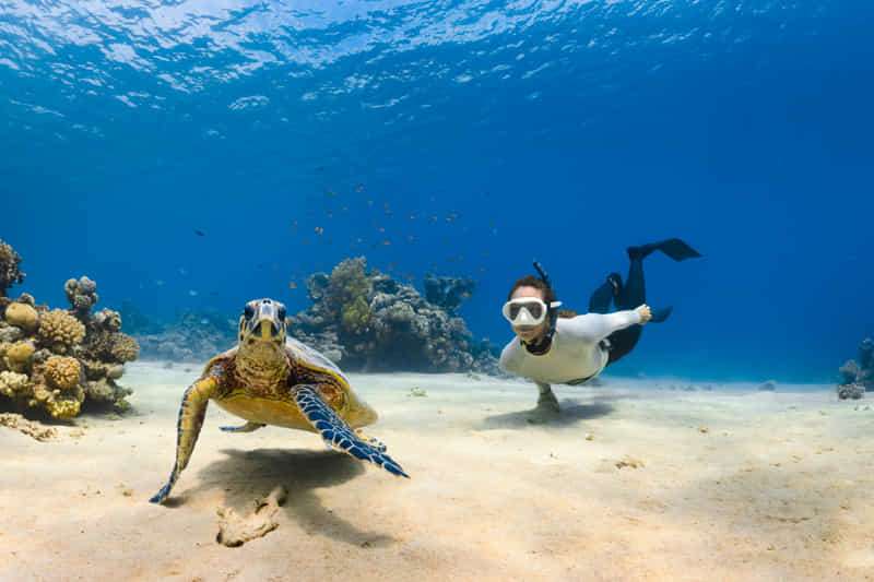 Curiosities about sea turtles! 9 dive with sea turtles
