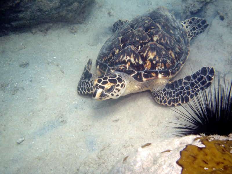 Curiosities about sea turtles! 5 hawksbill