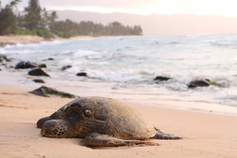 Curiosities about sea turtles! 4 olive ridley
