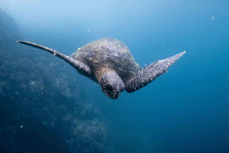 Curiosities about sea turtles! 1 Laud