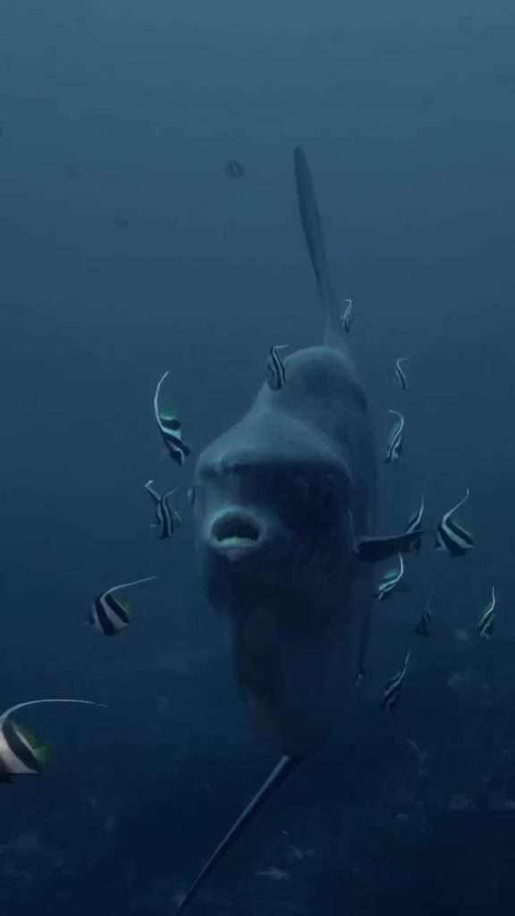 Pelagics, mola mola in season, sharks