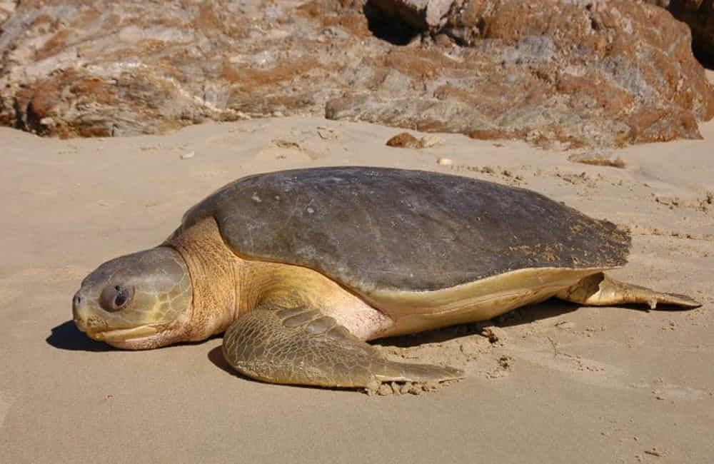 Curiosities about sea turtles! 6 Flatback