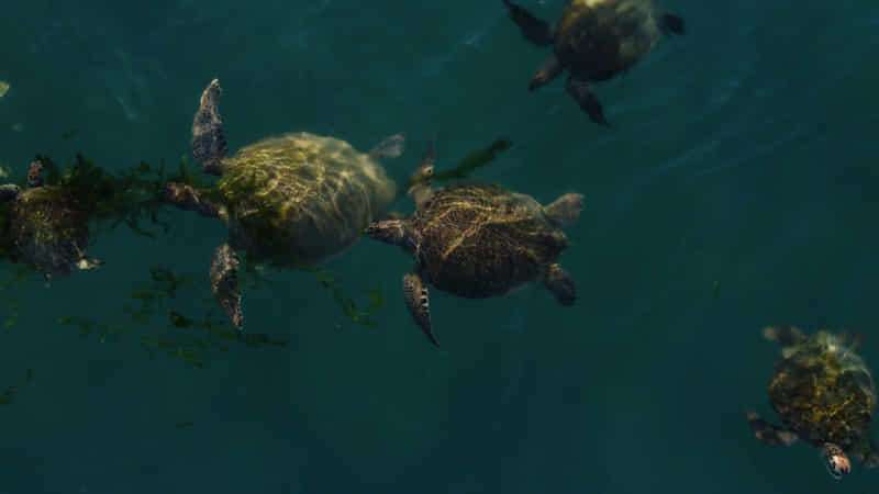 Curiosities about sea turtles! 2 Green sea turtle