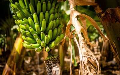 Where to Eat in Tenerife? Discover 7 Unique Spots Across the Island