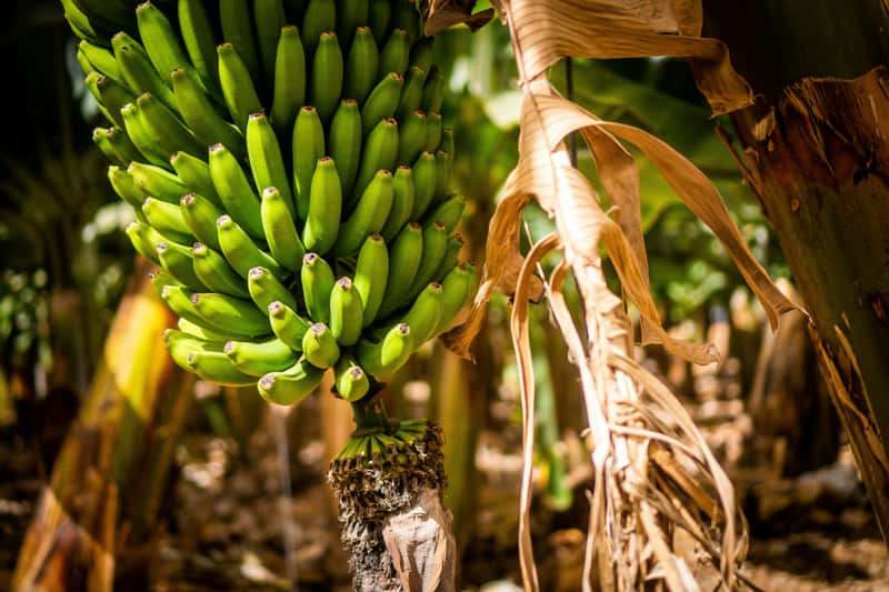 donde-comer-en-tenerife Dónde comer en Tenerife