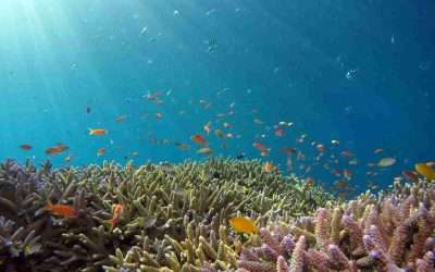 Arrecifes de Coral: Biodiversidad, Amenazas y Conservación