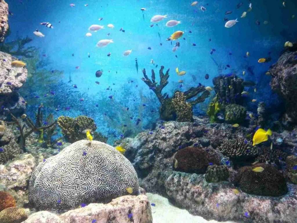 Coral Reefs: Biodiversity, Threats, and Conservation 3 Biodiversity-of-Coral-Reefs