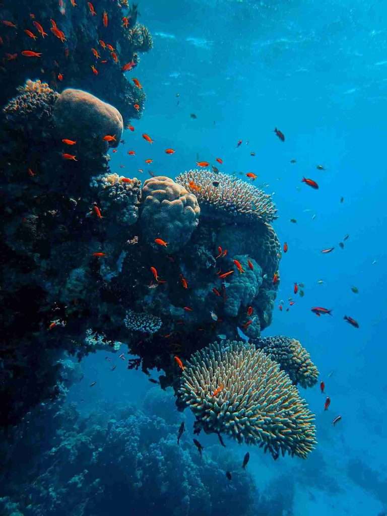 Coral Reefs: Biodiversity, Threats, and Conservation 2 How-Are-They-Formed