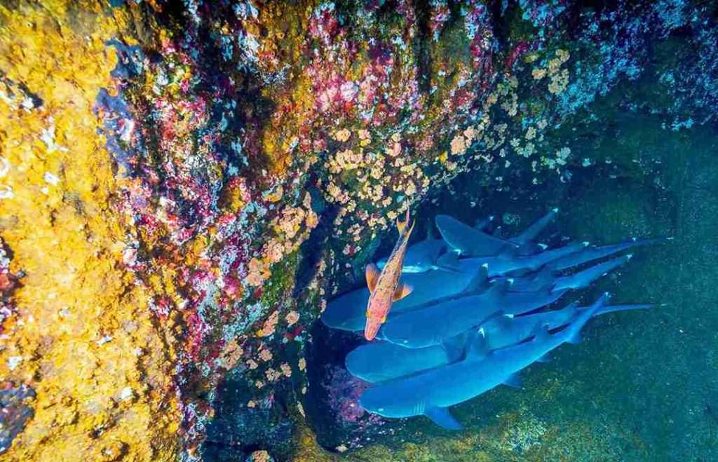 Coral Reefs: Biodiversity, Threats, and Conservation 4 Importance-of-Coral-Reef-Conservation