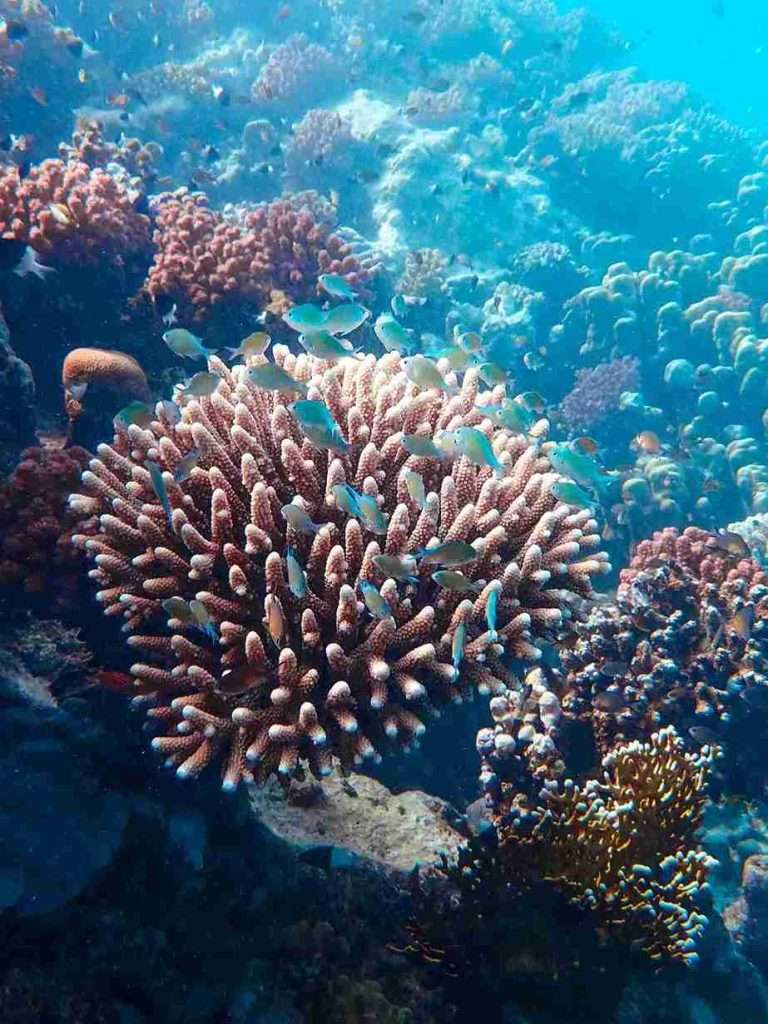 Coral Reefs: Biodiversity, Threats, and Conservation 1 What-Are-Coral-Reefs