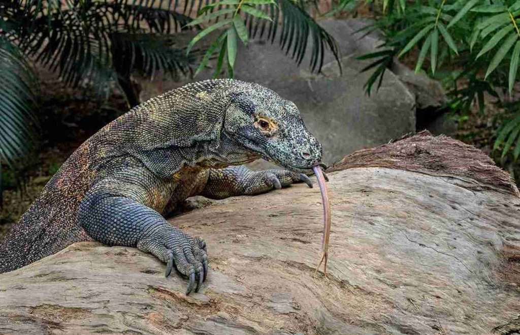 Guía completa de las mejores islas de Indonesia 5 Las 10 islas de Indonesia más populares: Komodo