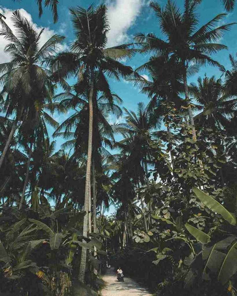 Las Mejores Actividades para Hacer en Nusa Penida 5 Piscina Natural y Bosque de Tembeling