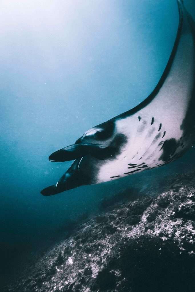 9 lugares únicos para bucear en Nusa Penida - Manta Point