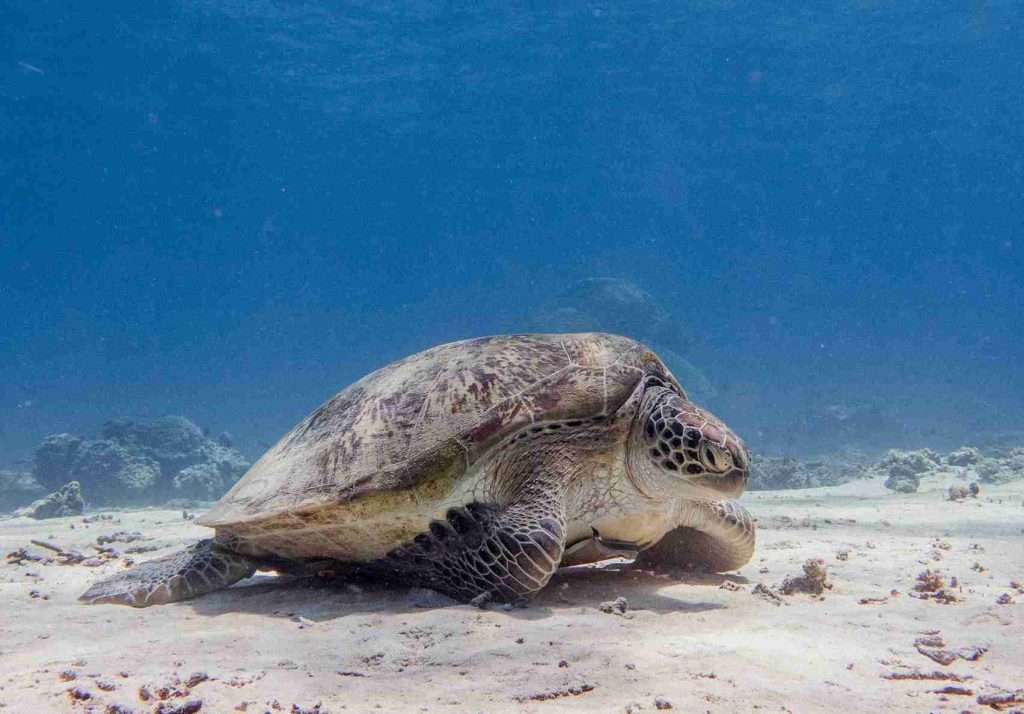 ¿Dónde bucear en Gili Trawangan? ¡Guía completa! 2 6 lugares únicos para bucear en Gili Trawangan - Turtle Heaven