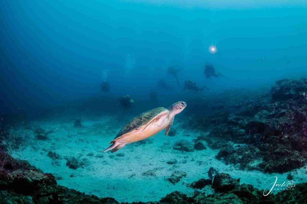 Puntos de Buceo en Tenerife ¡Con Mapa! 2 7 puntos de buceo en Tenerife únicos - La Catedral