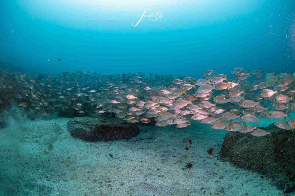 Puntos de Buceo en Tenerife ¡Con Mapa! 1 7 puntos de buceo en Tenerife únicos - Faro de Punta Rasca