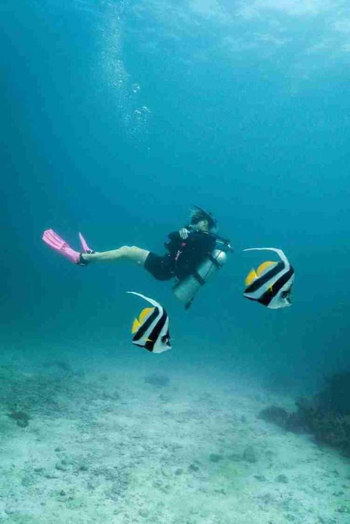 ¿Dónde bucear en Phi Phi? Guía y mapa con los mejores puntos 3 Los 7 mejores puntos de buceo en Phi Phi - Hin Daeng