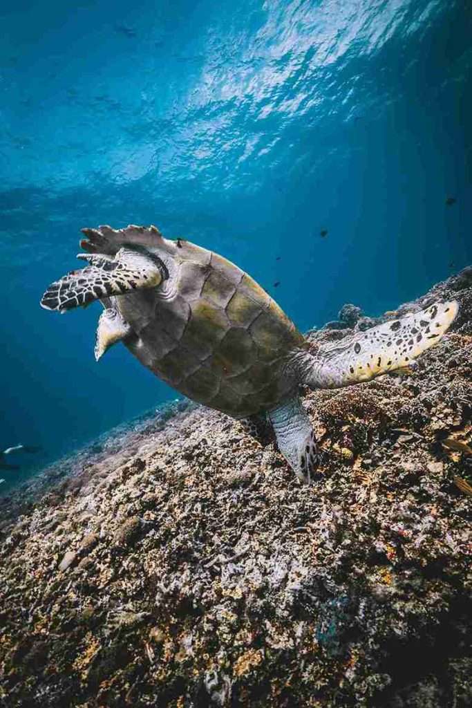 Where to Dive in Gili Air: Ultimate Guide with Map 1 The 9 Best Dive Sites in Gili Air - Frogfish Point