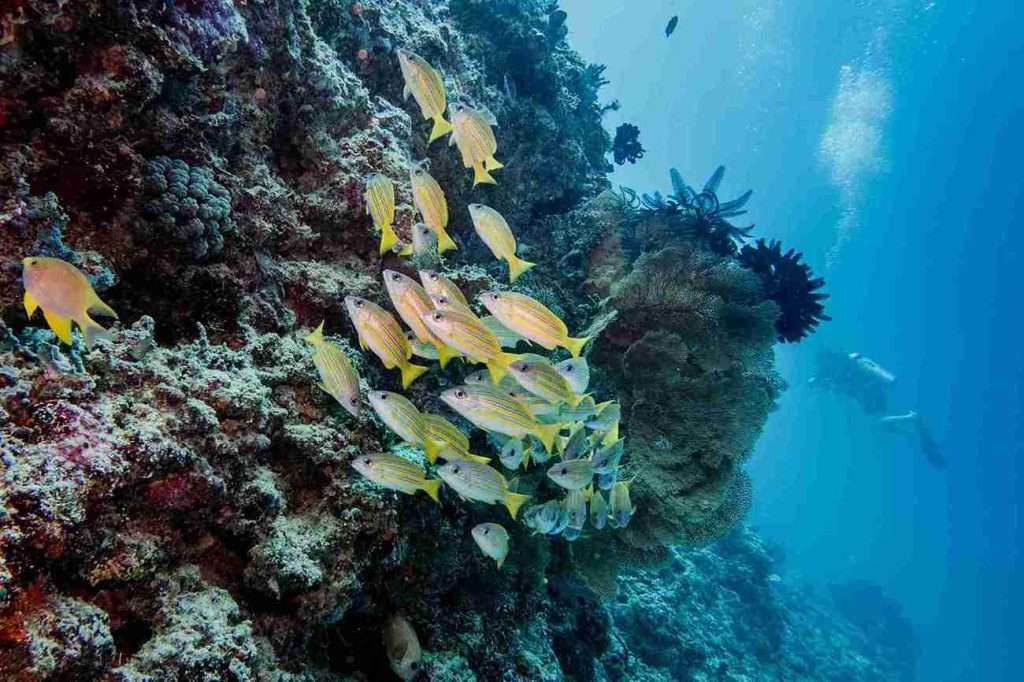 ¿Dónde bucear en Gili Trawangan? ¡Guía completa! 1 6 lugares únicos para bucear en Gili Trawangan - Manta Point